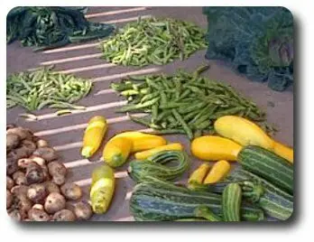 Greenslate Community Farm photo 3
