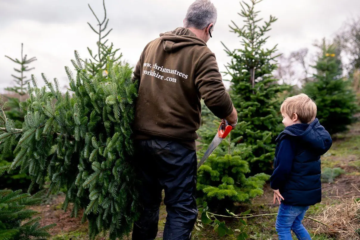 Christmas Trees Yorkshire photo 2