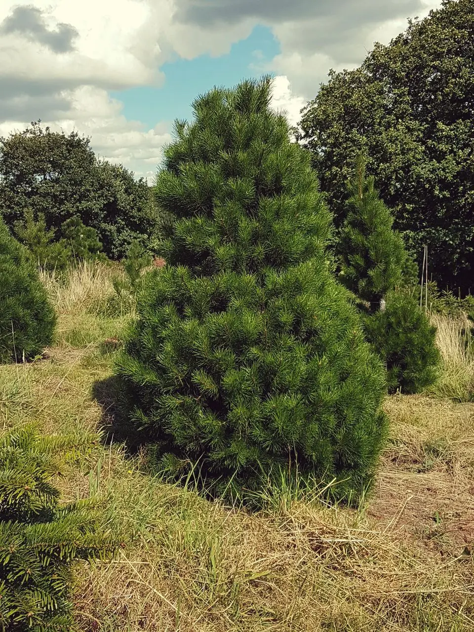 Christmas Trees Yorkshire photo 3