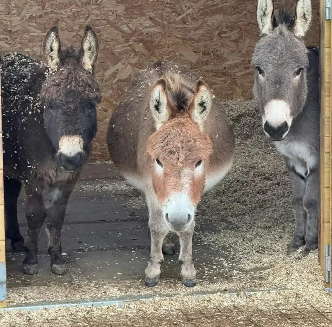 Badgers Hill Farm main photo