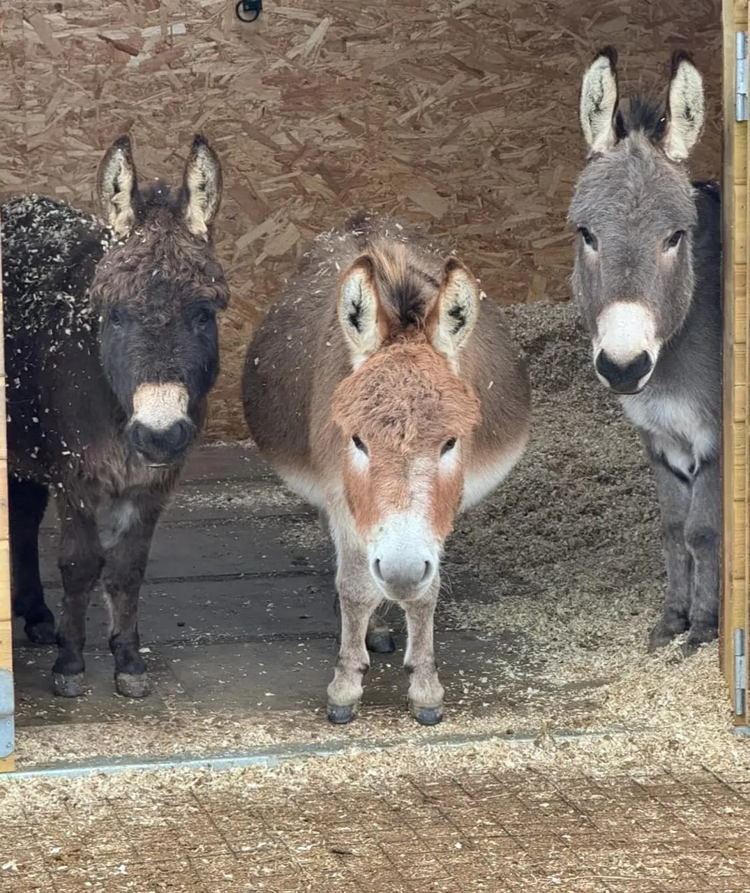 Badgers Hill Farm photo 3