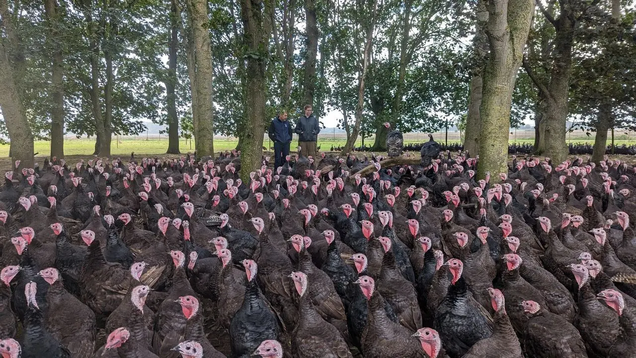 Appledore Turkeys main photo