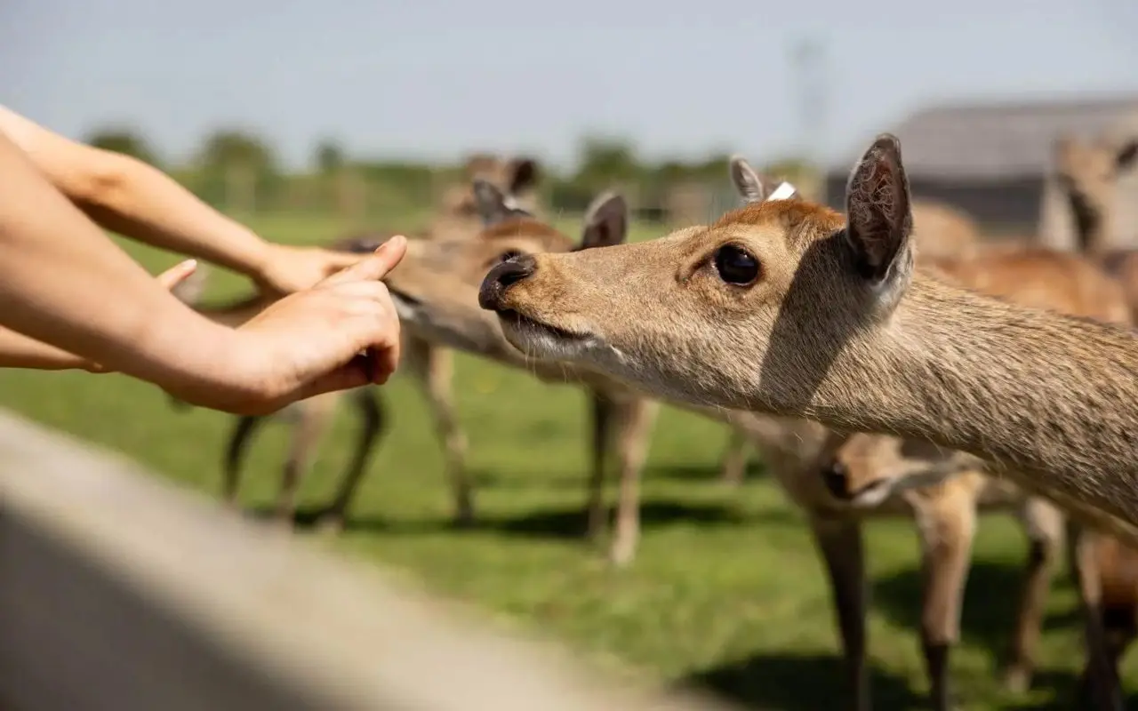 Hogshaw Farm & Wildlife Park photo 1