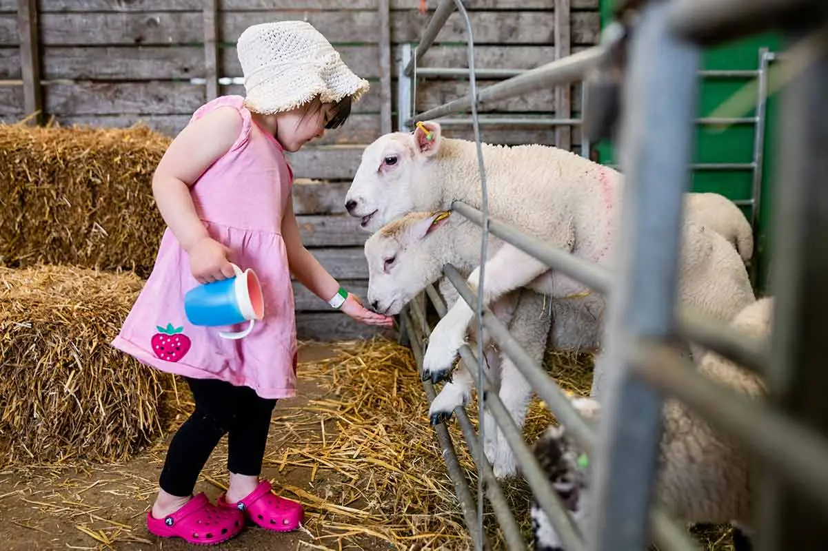 Hogshaw Farm & Wildlife Park photo 3