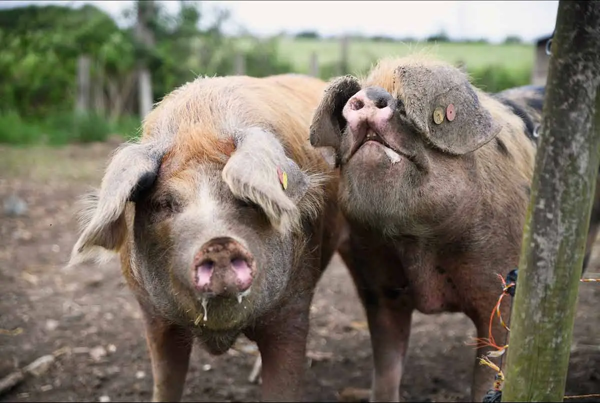 Hogshaw Farm & Wildlife Park photo 4