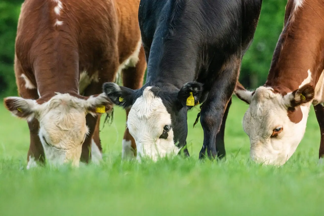Long Meadow Beef main photo