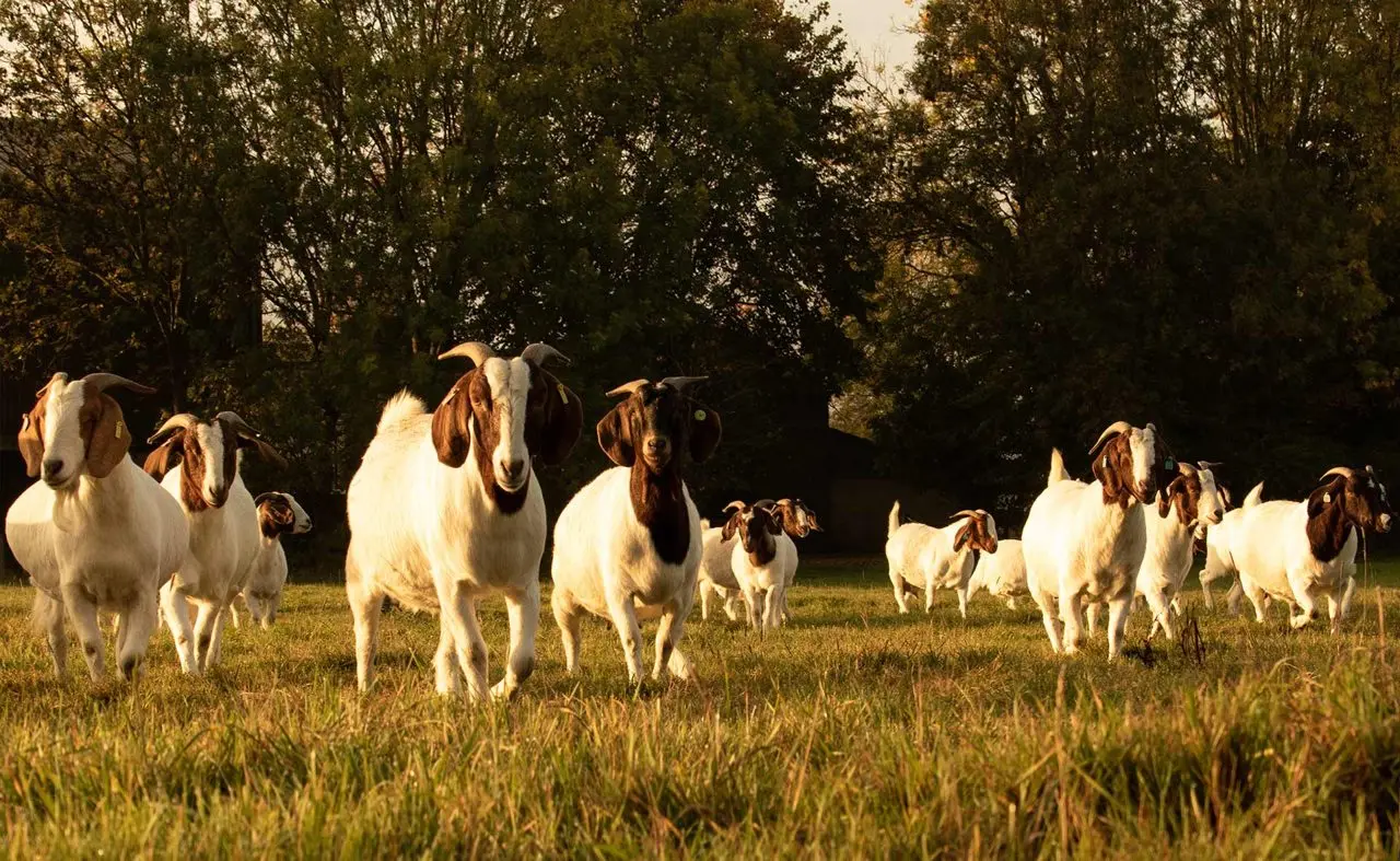 The Gourmet Goat Farmer photo 1