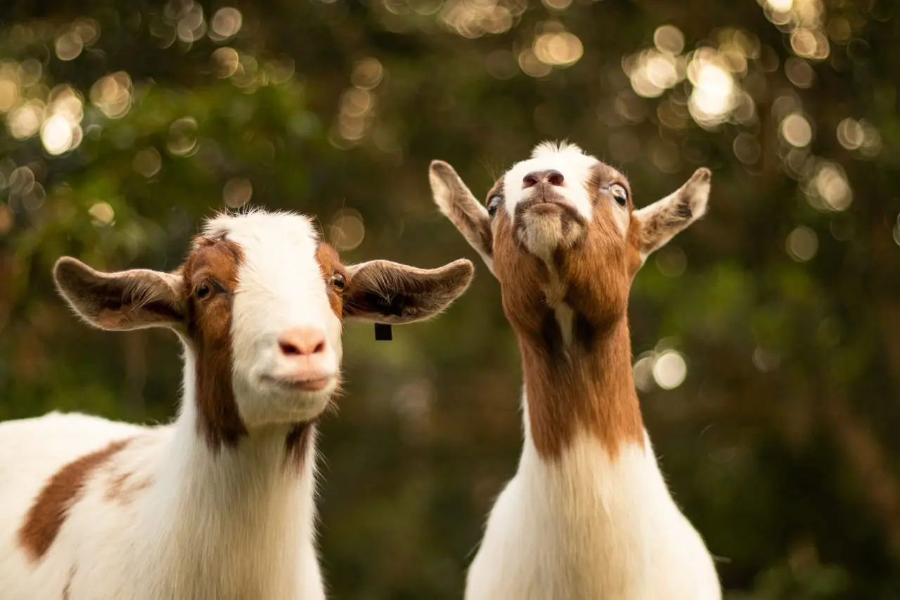 The Gourmet Goat Farmer photo 2