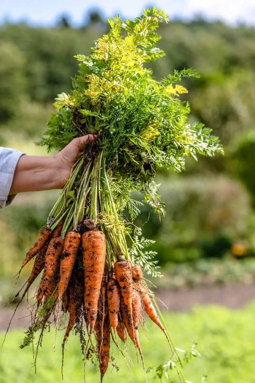 Tori & Ben's Farm Shop photo 2