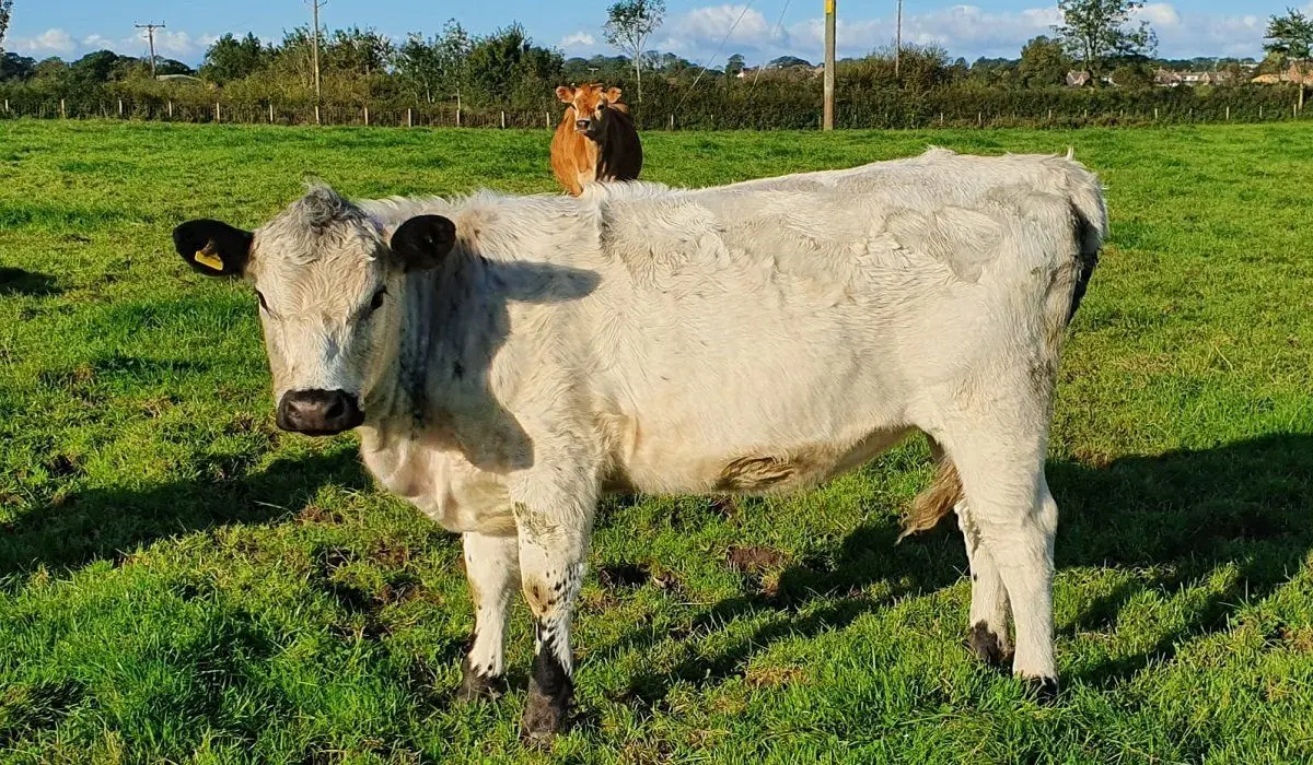 Simply Native Rare Breed Meats main photo