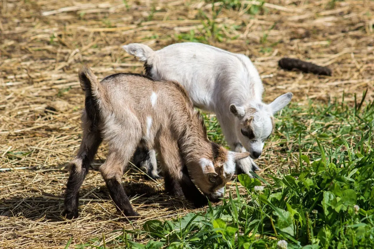Oinkers At Drakes Farm photo 2