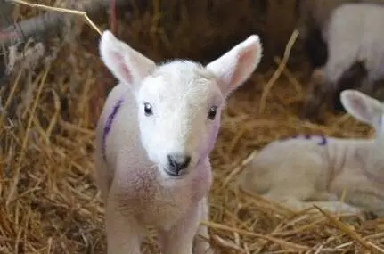 Horner Farm photo 1