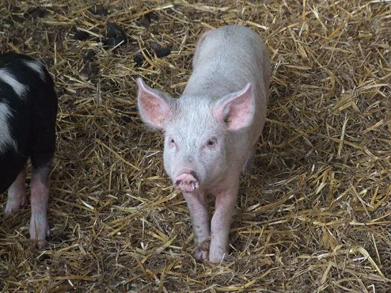 Ragmarsh Farm Shop & Butchers photo 1