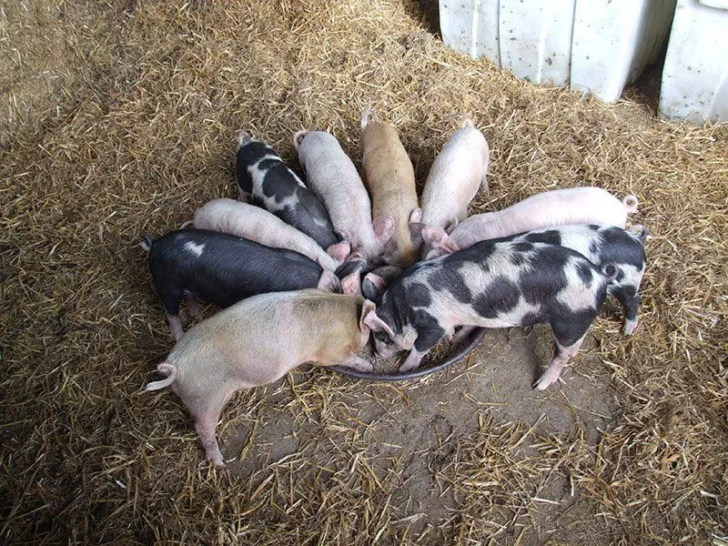 Ragmarsh Farm Shop & Butchers photo 2