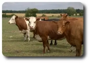 Minting Park Farm photo 2