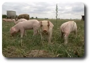 Minting Park Farm photo 3
