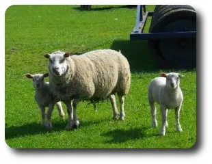 Minting Park Farm photo 4