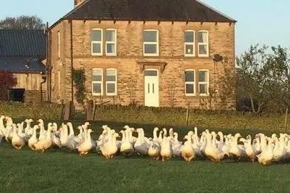 Firs Farm photo 2