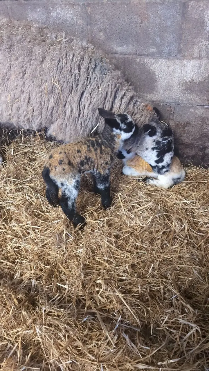 Woods farm shop photo 3