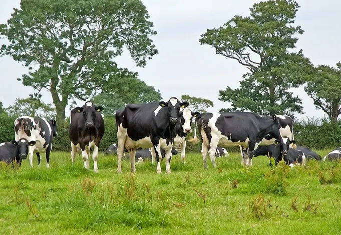 Mrs Kirkham's Lancashire Cheese photo 4