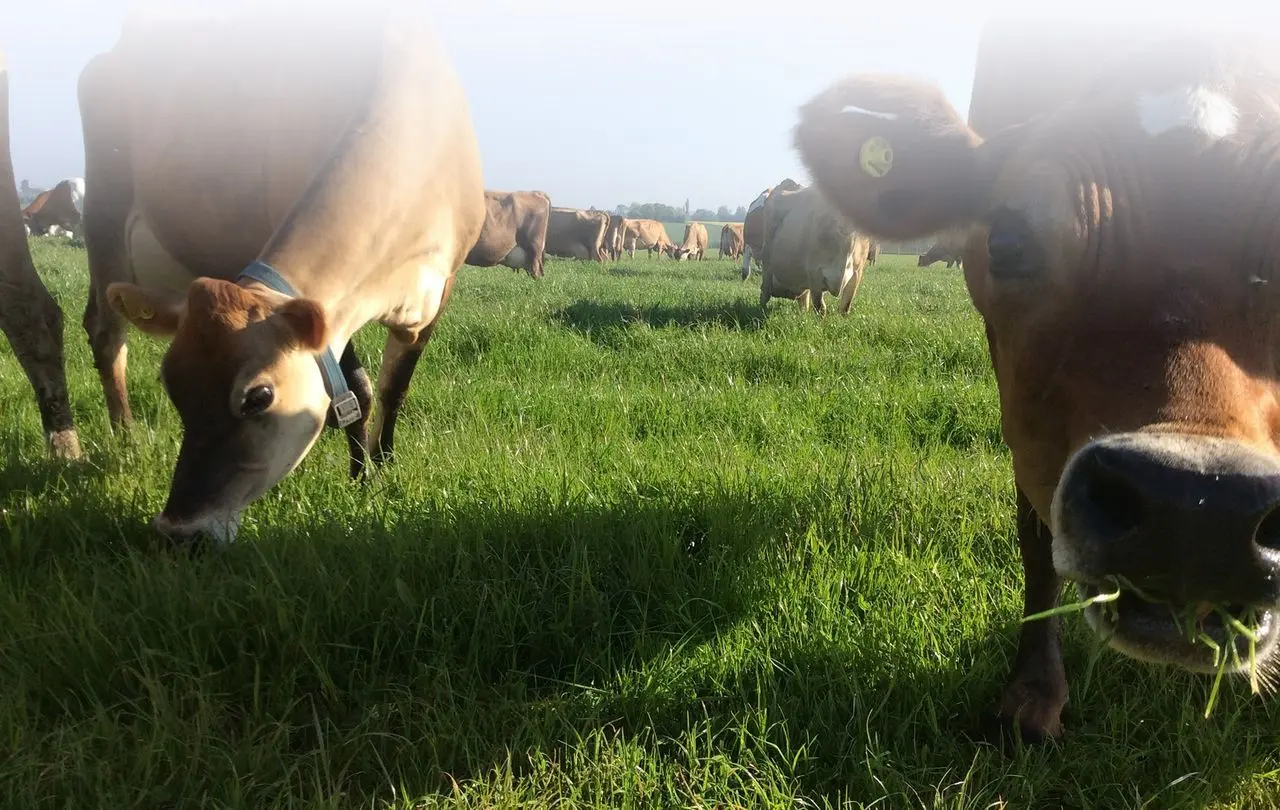 Suffolk Farmhouse Cheeses photo 1