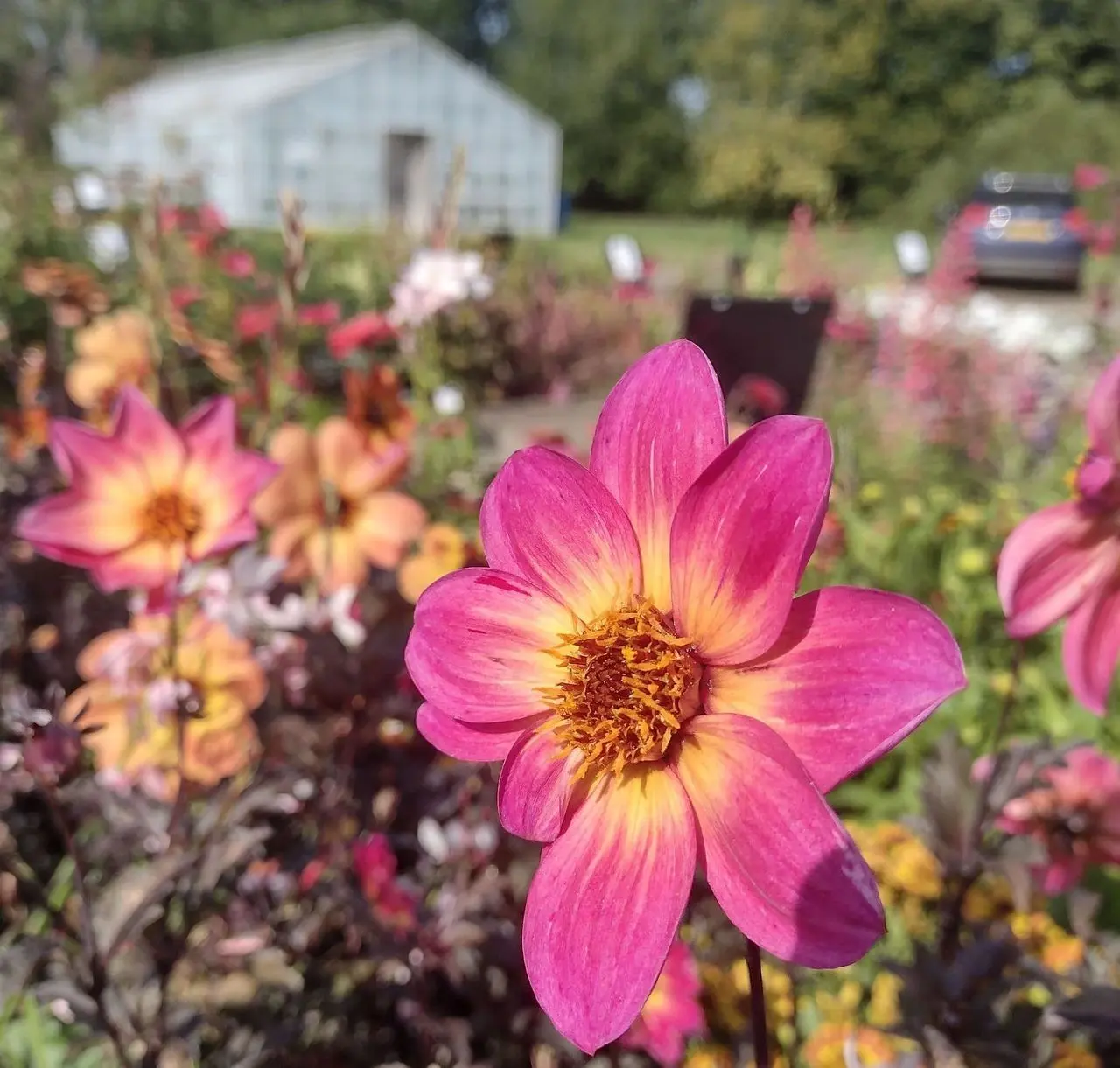 Rougham Hall Nurseries (RHN Plant Centre) main photo