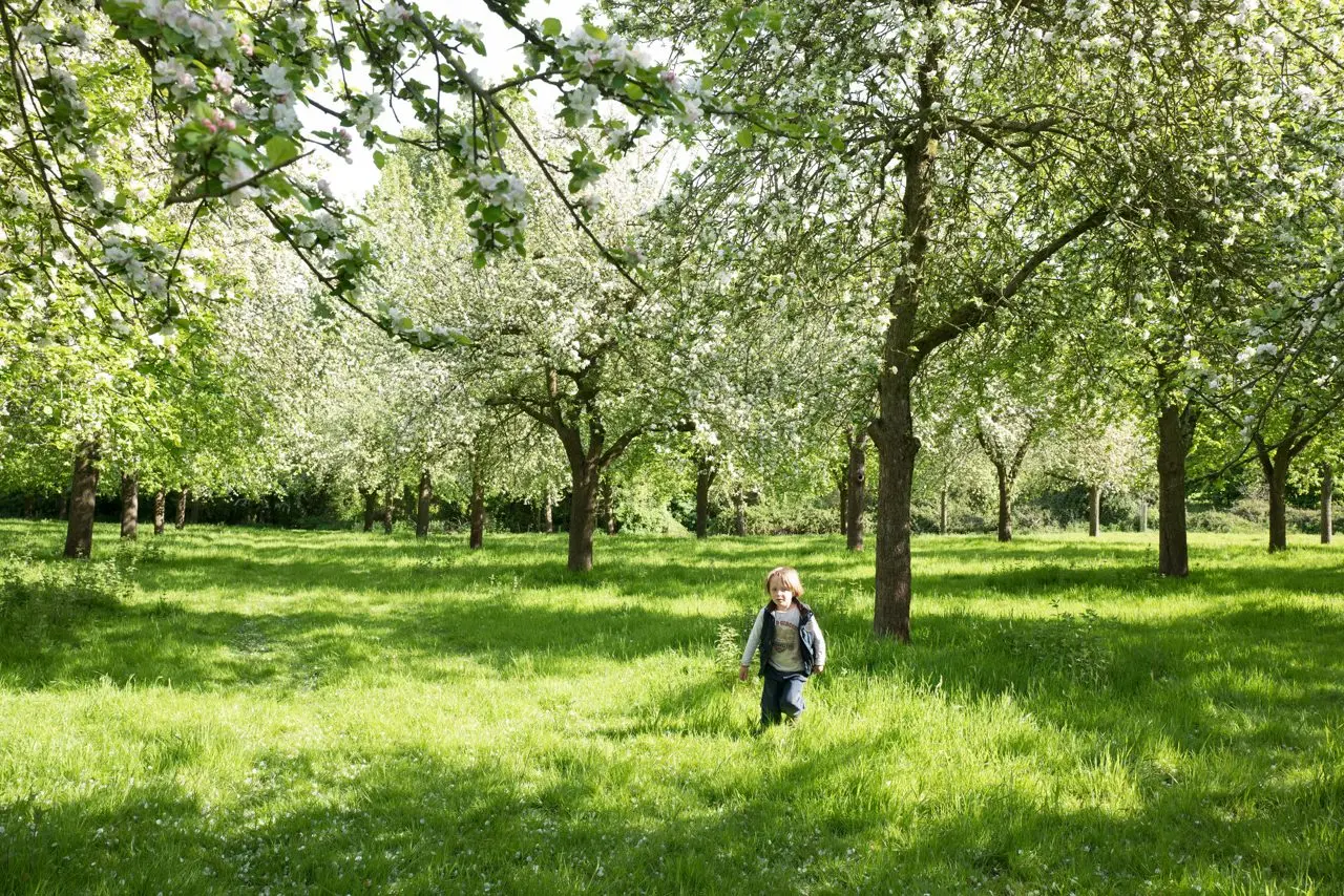 The Somerset Cider Brandy Company (Burrow Hill Cider) photo 3