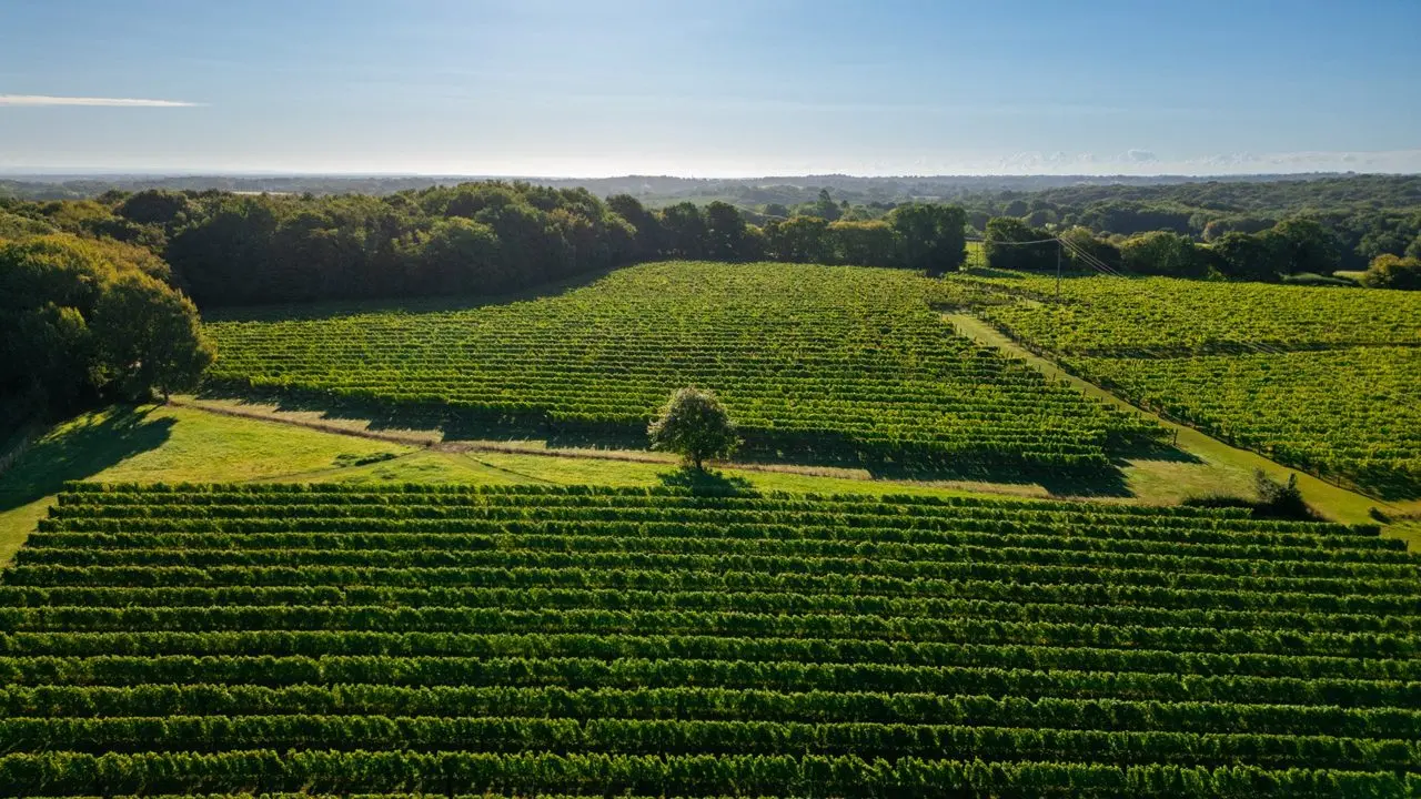 Biddenden Vineyards main photo