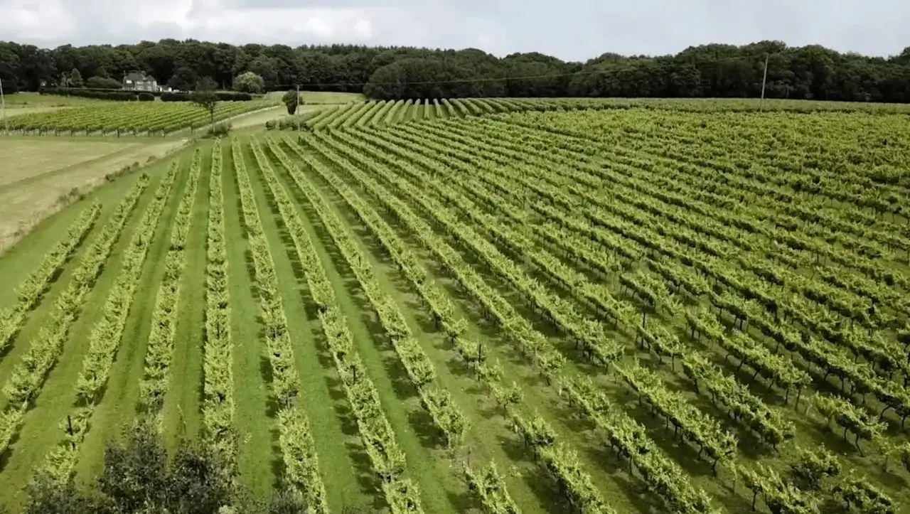 Biddenden Vineyards photo 1