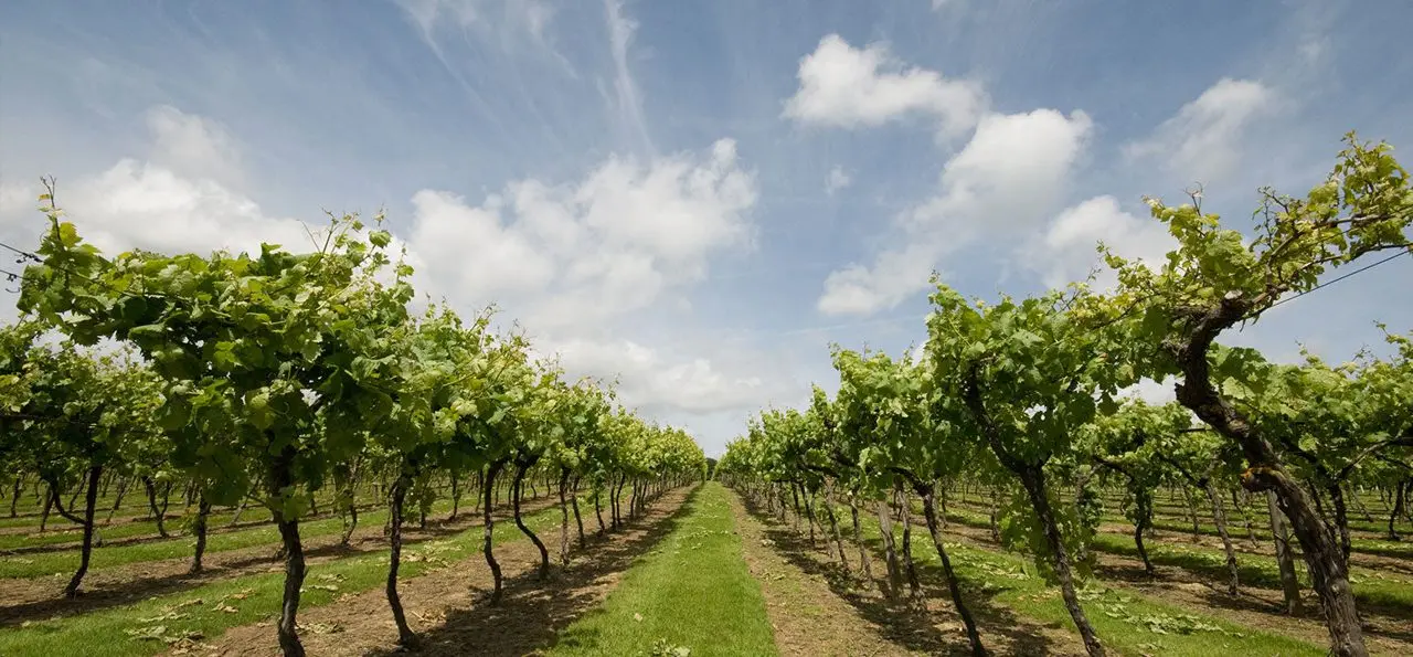 Biddenden Vineyards photo 2
