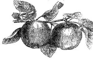 Honey Pot Farm logo