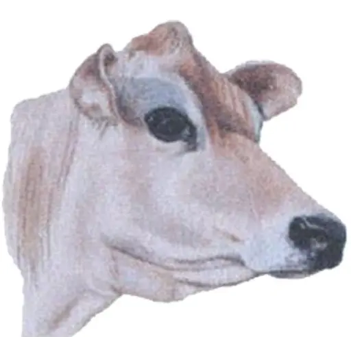 Hiltonbury Jerseys logo