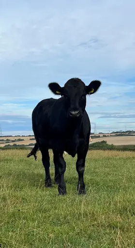 JH Farms