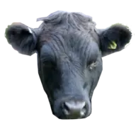 Pinchin's Farm Shop logo