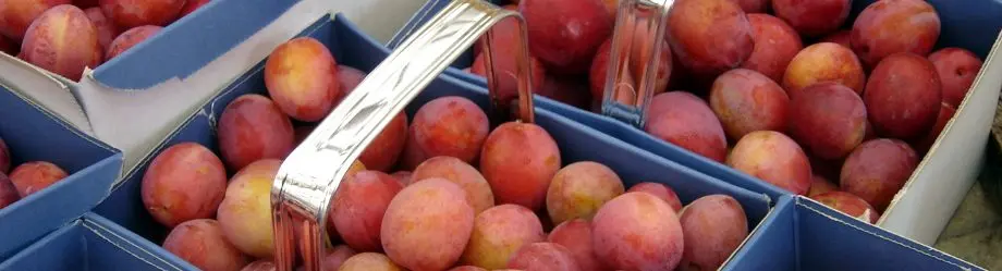 Boyces at Manstree (Boyces Nursery, Fruit Farm & Manstree Vineyard)