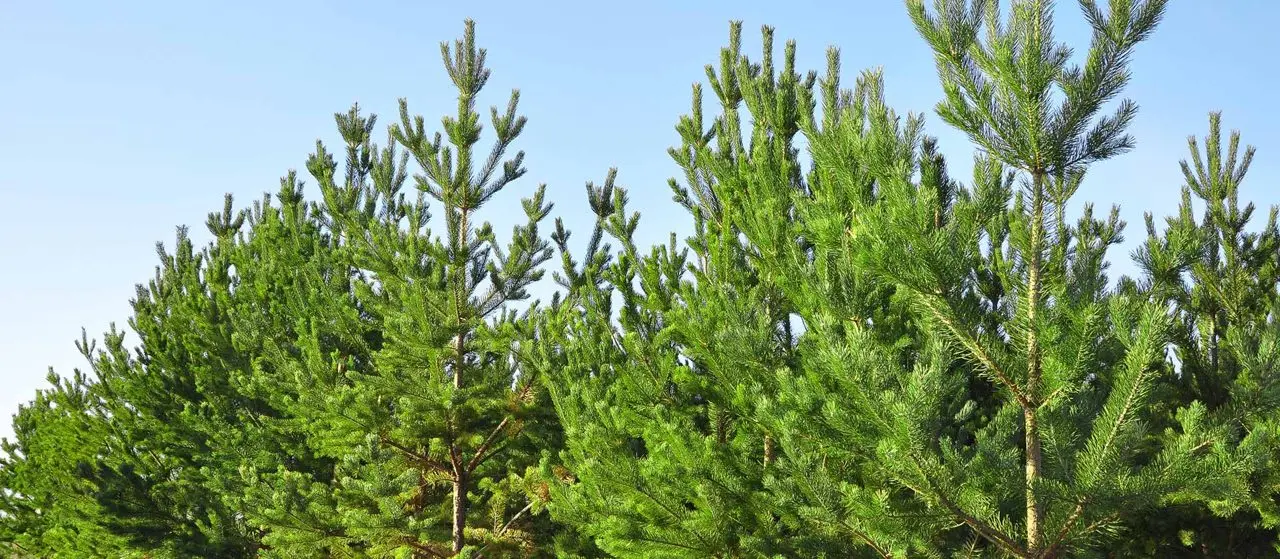 Ripponden Christmas Tree Farm