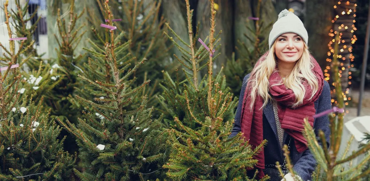 Billingley Christmas Tree Farm