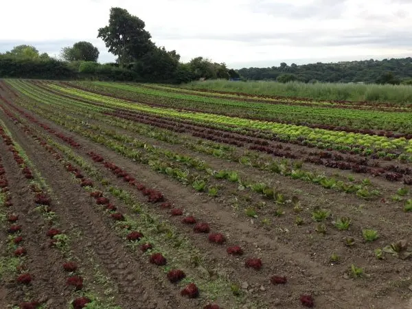 Tomlinson Farm Shop