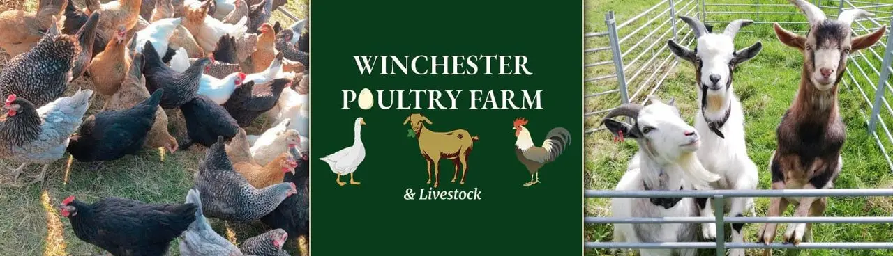 Winchester Poultry & Livestock Farm
