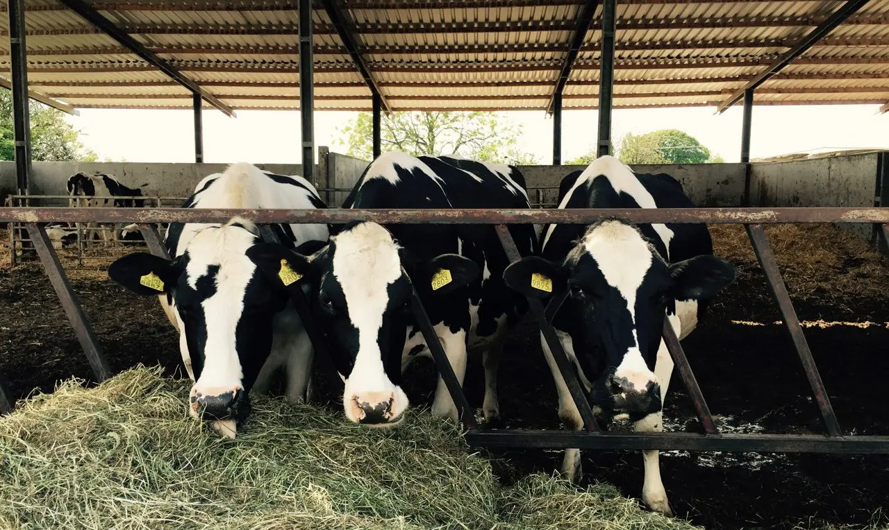Milky Business (Plainspot Farm)