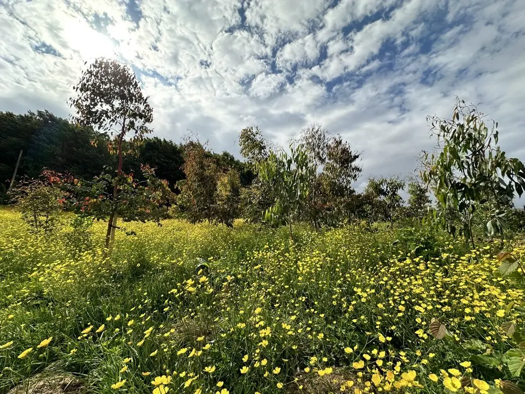 Applecross Farm