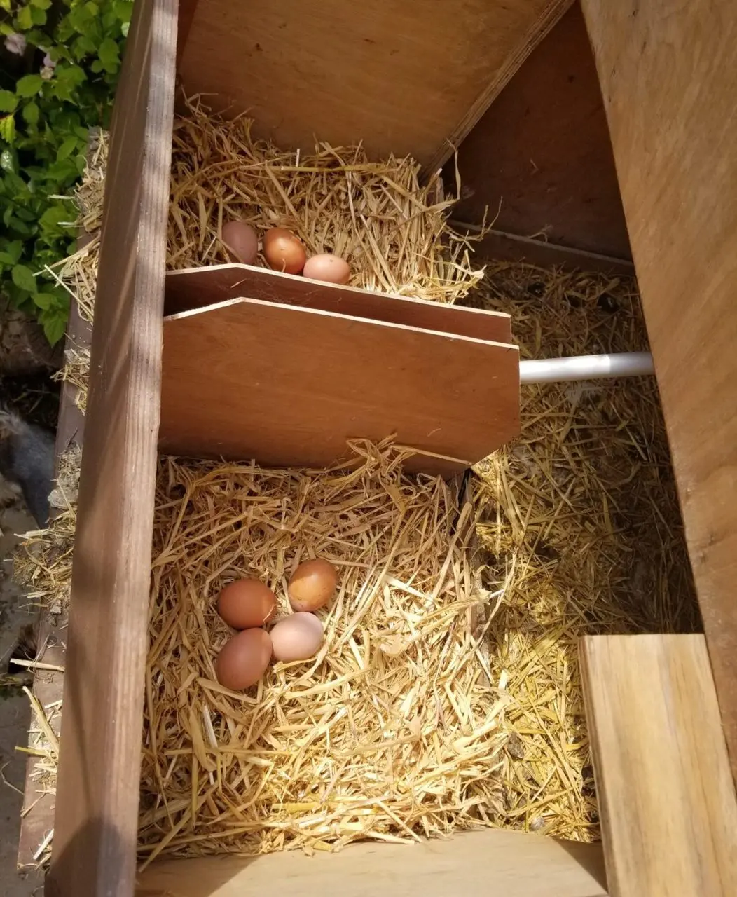 Amber Gold Farm