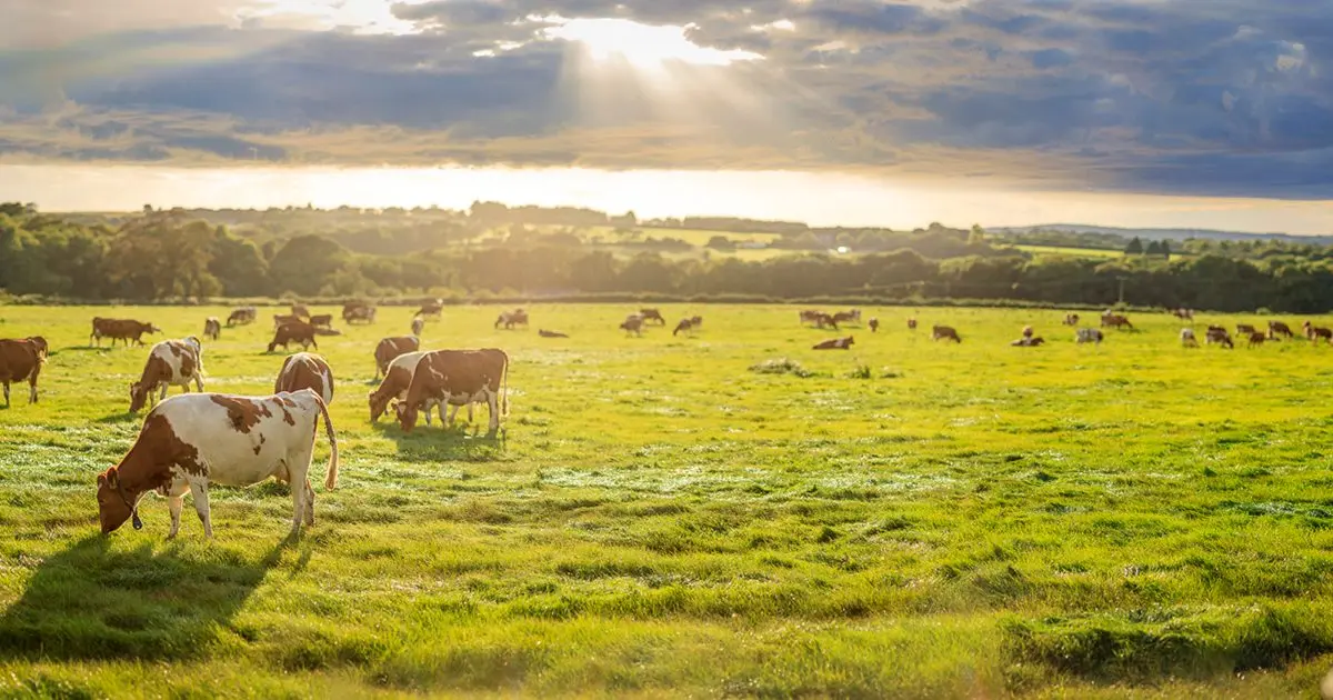 Briddlesford Farm