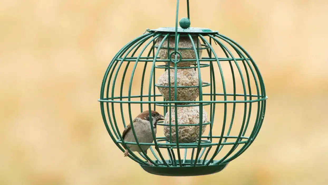 Brinvale Bird Foods