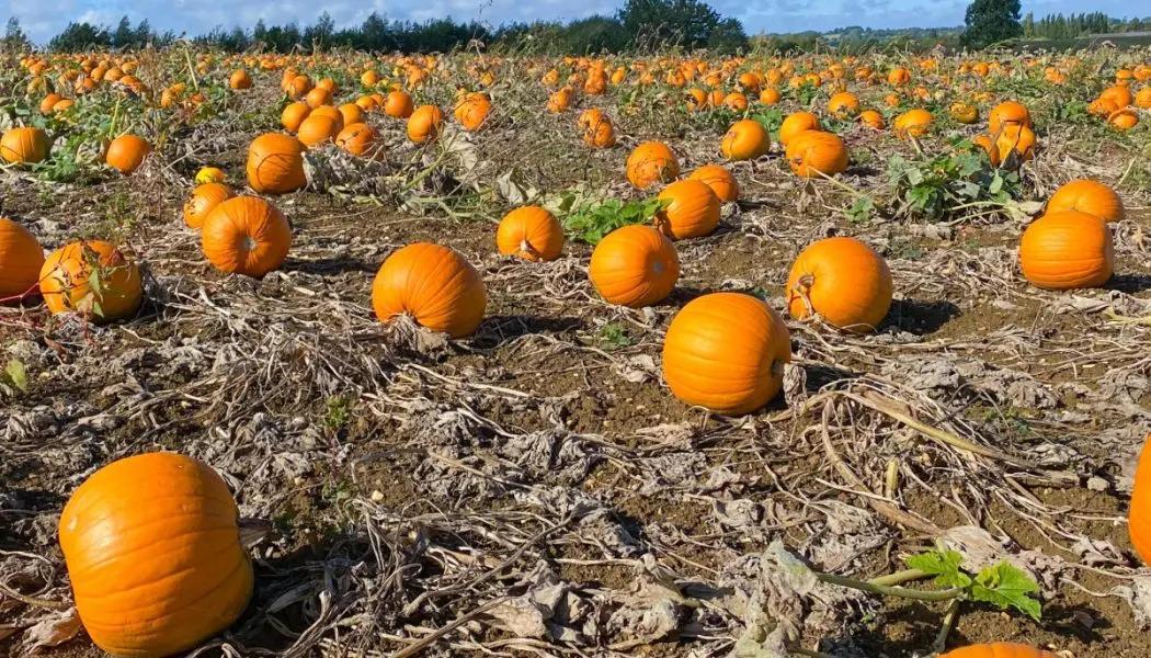 Stoke Dry Pumpkins