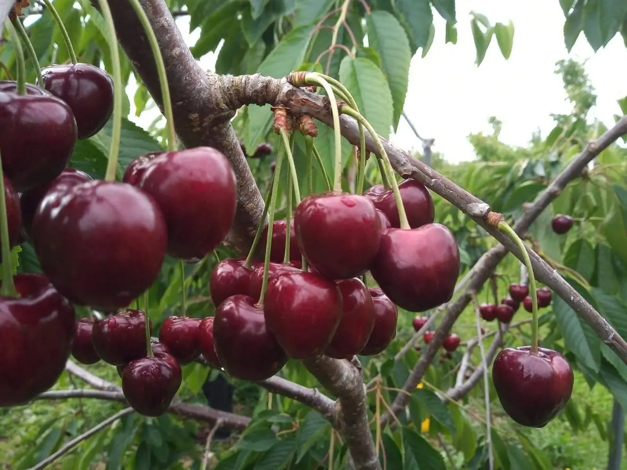Heath Fruit Farm