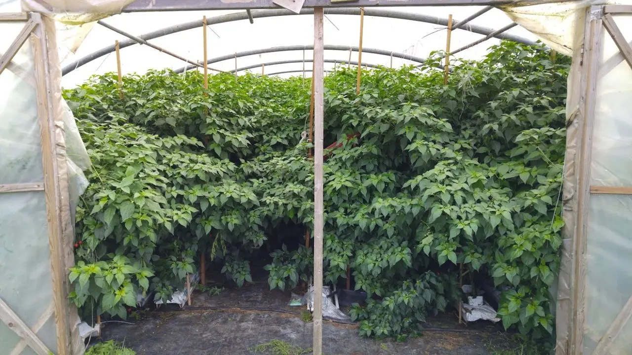 Chilli Ranch (Edible Ornamentals at Cherwood Nursery)