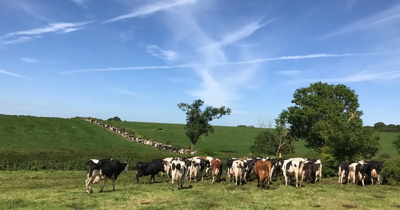 Vine Farm Dairy
