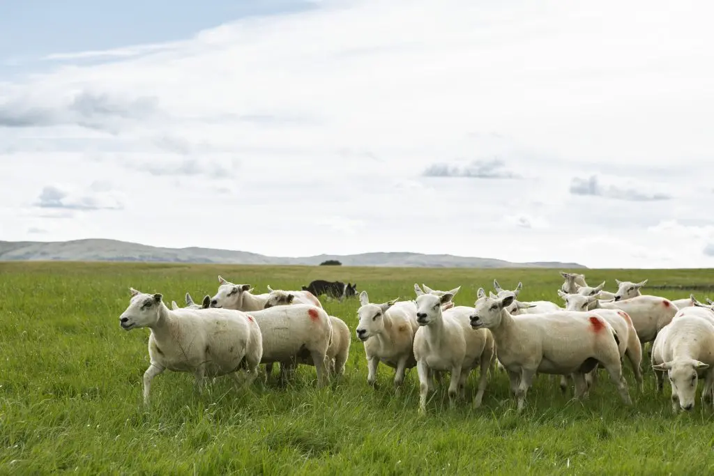 Tebay Services Farmshop