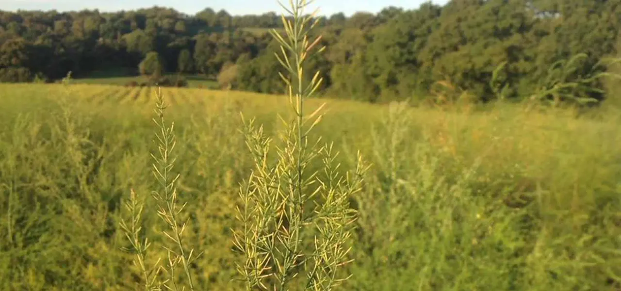 The Birchden Asparagus Farm